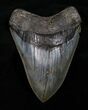Nicely Shaped Megalodon Tooth #4591-1
